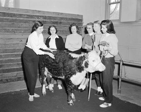 Six women and a Hereford cow pose for a publicity shot for at the 1957 Little International Exposition at South Dakota State College.