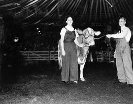 Woman with a cow in the arena at the 1939 Little International Exposition at South Dakota State College.