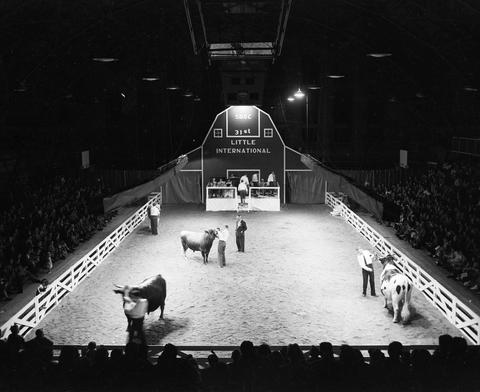 Cattle judging in the arena at the 1954 Little International Exposition at South Dakota State College.