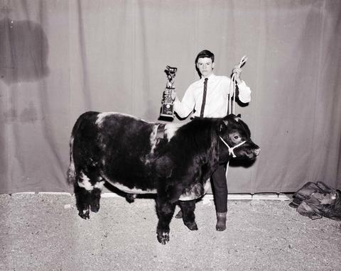 Man holding a trophy holds the reins of his prize winning cow during the 1964 Little International Exposition at South Dakota State University