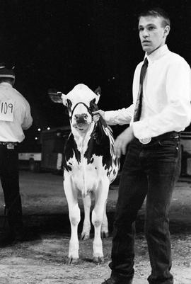 Man in the arena with a cow during judging at the 1998 Little International exposition at South Dakota State University.