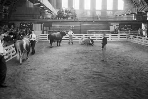 Cattle judging in the arena during the 1951 Little International Exposition at South Dakota State College.