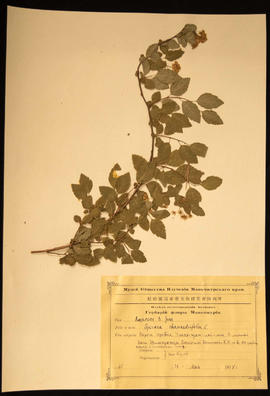 Rosaceae B. Juss. Spirea Chamaedrifolia L. Common name germander meadowsweet or elm-leaved spirea. Plant specimen collected by N.E. Hansen, 1924. Spiraea chamaedryfolia is a shrub reaching a height of 1–1.5 meters (3 feet 3 inches–4 feet 11 inches). Branchlets are brownish or red-brown. Leaves are simple, oblong or lance-shaped, toothed on the edges, 40–60 millimeters (1.6–2.4 inches) long and 10–30 millimeters (0.39–1.18 inches) wide, with a petiole of 4–7 millimeters. The white flowers of 6–9 millimeters in diameter grow in spike-like clusters at the ends of the branches. Flowering period extends from May to September. N.E. Hansen (1866-1950) was a Danish-American horticulturist and botanist who was a pioneer in plant breeding. Hansen came to South Dakota in 1895 and became the first head of the Horticultural Department of South Dakota State College. He also served as agricultural explorer for the United States Department of Agriculture. He searched for hardy grasses, fruits, and other plants throughout Europe and Asia and brought them back to the United States to raise or crossbreed with American varieties to produce hardy plants. Specimen is mounted on an 11.5 x 16.5 inch herbarium sheet accompanied by a label printed in Russian in Cyrillic letter with hand-written notation in black ink.