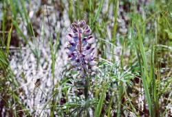 W. Carter Johnson photographed this Lupinus in Wyoming enroute to mountain courses in Colorado.
