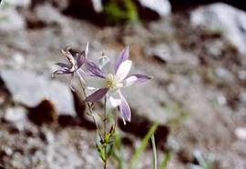 Over mature Columbine, Colorado State Flower