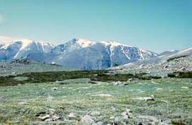 Alpine Tundra near Niwot Ridge Colorado Rocky Mountains