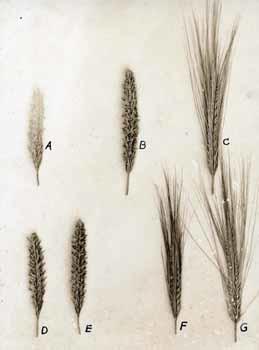 Seven head sections of Success x Manchuria wheat
