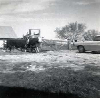 Cows on the McFadden farm