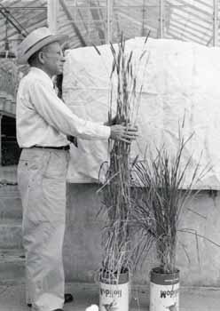 Edgar S. McFadden with potted wheat plants