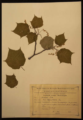 Aceraceae Neck. Acer Tomentosum Max. Plant specimen from the maple family collected by N.E. Hansen, 1924. N.E. Hansen (1866-1950) was a Danish-American horticulturist and botanist who was a pioneer in plant breeding. Hansen came to South Dakota in 1895 and became the first head of the Horticultural Department of South Dakota State College. He also served as agricultural explorer for the United States Department of Agriculture. He searched for hardy grasses, fruits, and other plants throughout Europe and Asia and brought them back to the United States to raise or crossbreed with American varieties to produce hardy plants. Specimen is mounted on an 11.5 x 16.5 inch herbarium sheet accompanied by a label printed in Russian in Cyrillic letter with hand-written notation in black ink.