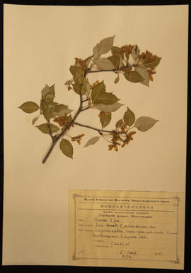 Rosaceae B. Juss. Spirea Chamaedrifolia L. Common name germander meadowsweet or elm-leaved spirea. Plant specimen collected by N.E. Hansen, 1924. Spiraea chamaedryfolia is a shrub reaching a height of 1â€“1.5 meters (3 feet 3 inchesâ€“4 feet 11 inches). Branchlets are brownish or red-brown. Leaves are simple, oblong or lance-shaped, toothed on the edges, 40â€“60 millimeters (1.6-2.4 inches) long and 10-30 millimeters (0.39-1.18 inches) wide, with a petiole of 4-7 millimeters. The white flowers of 6-9 millimeters in diameter grow in spike-like clusters at the ends of the branches. Flowering period extends from May to September. N.E. Hansen (1866-1950) was a Danish-American horticulturist and botanist who was a pioneer in plant breeding. Hansen came to South Dakota in 1895 and became the first head of the Horticultural Department of South Dakota State College. He also served as agricultural explorer for the United States Department of Agriculture. He searched for hardy grasses, fruits, and other plants throughout Europe and Asia and brought them back to the United States to raise or crossbreed with American varieties to produce hardy plants. Specimen is mounted on an 11.5 x 16.5 inch herbarium sheet accompanied by a label printed in Russian in Cyrillic letter with hand-written notation in black ink.