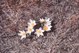 Pasque flower (Anemone patens) in North Dakota prairie.