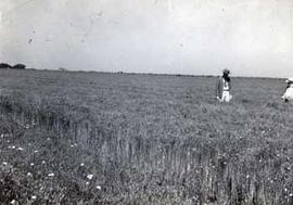 Edgar S. McFadden in a flax field at Kenedy in 1949