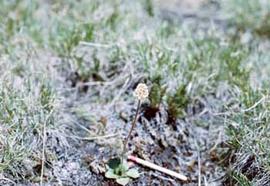 Alpine tundra plant in the Rocky Mountains of Colorado.