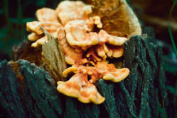 Fungi sulphur mushrooms in central North Dakota.