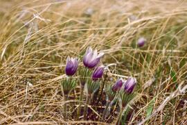 Pasque flower (Anemone patens) is the South Dakota state flower and the first to flower each spring.