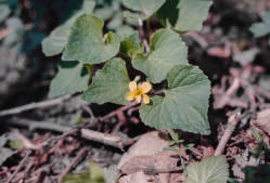 Viola pensylvanica in North Dakota.
