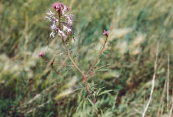 Cleome serrulata in the Missouri River Valley in North Dakota.