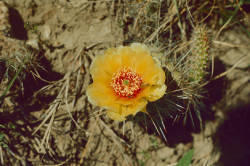 Prickly Pear cactus (Opuntia polyacantha) in western North Dakota.