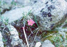 Tiny Primrose Alpine Rocky Mountains