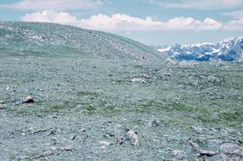 Alpine tundra in the Rocky Mountains of Colorado.