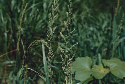 Beckmannia syzigachne in the Missouri River Valley in North Dakota.