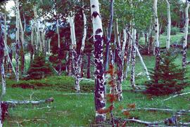 Grove of Aspen trees in Colorado.