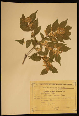 Caprifoliaceae Vent. Lonicera Maacki Turcr. Plant specimen from the honeysuckle family collected by N.E. Hansen, 1924. This plant is native to temperate western Asia, specifically in northern and western China south to Yunnan, Mongolia, Primorsky Krai in southeastern Russia, Korea, and, albeit rare there, central and northern Honshu, Japan. N.E. Hansen (1866-1950) was a Danish-American horticulturist and botanist who was a pioneer in plant breeding. Hansen came to South Dakota in 1895 and became the first head of the Horticultural Department of South Dakota State College. He also served as agricultural explorer for the United States Department of Agriculture. He searched for hardy grasses, fruits, and other plants throughout Europe and Asia and brought them back to the United States to raise or crossbreed with American varieties to produce hardy plants.