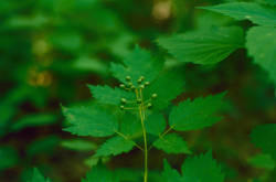 Actaea rubra green in central North Dakota.
