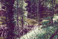 Beaver dam in woody draw Cross Ranch in North Dakota.