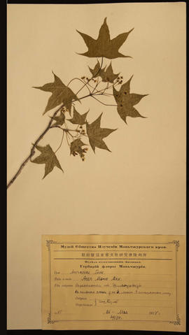 Aceraceae Neck. Acer Mons Max. Plant specimen from the maple family collected by N.E. Hansen, 1924. N.E. Hansen (1866-1950) was a Danish-American horticulturist and botanist who was a pioneer in plant breeding. Hansen came to South Dakota in 1895 and became the first head of the Horticultural Department of South Dakota State College. He also served as agricultural explorer for the United States Department of Agriculture. He searched for hardy grasses, fruits, and other plants throughout Europe and Asia and brought them back to the United States to raise or crossbreed with American varieties to produce hardy plants. Specimen is mounted on an 11.5 x 16.5 inch herbarium sheet accompanied by a label printed in Russian in Cyrillic letter with hand-written notation in black ink.