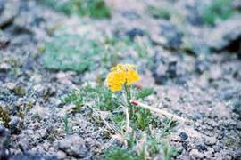 Alpine tundra plant (Erysimum nivale) in Colorado. A match is included to represent scale.